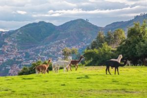 tourism, cusco, cuzco, peru, Sacsayhuaman