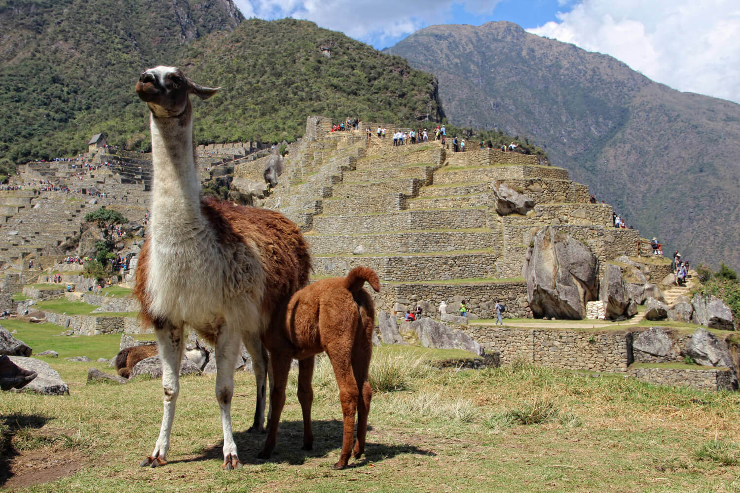 Llama en Machupicchu